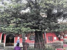 三部门发通知 加强全国重点文物保护单位内古树名木保护