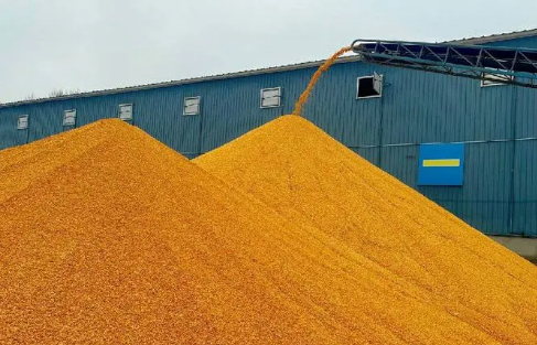 全面开秤 高开稳走——全国多地秋粮收购一线见闻