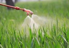 欧盟授权草甘膦10年续展登记