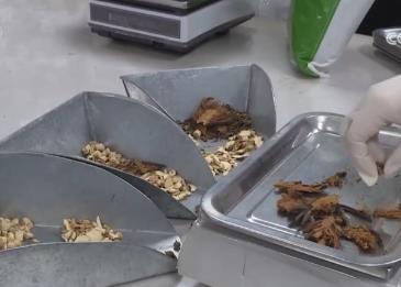 全球通用“身份证”助力中医药加快“走出去”