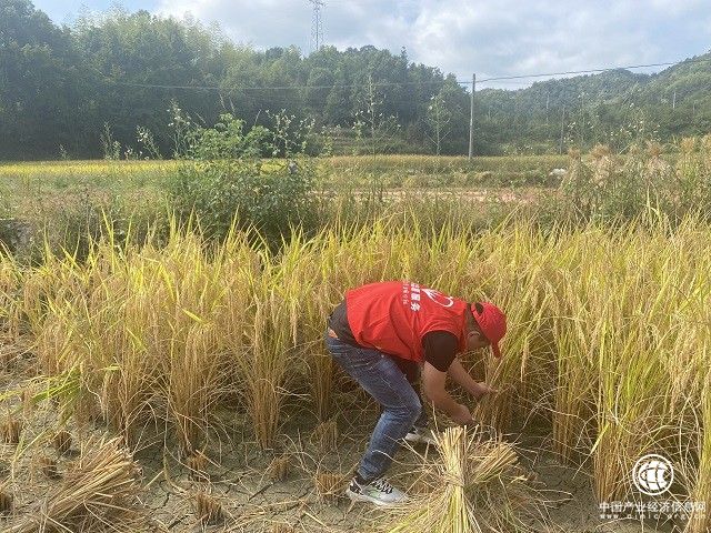 苍南：助农秋收解民忧 志愿服务暖人心