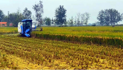 稳产增收好“丰景” 播撒来年新希望——多地秋收冬种一线扫描