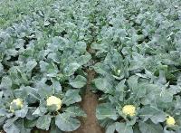 全国超七成花椰菜种子，福建供