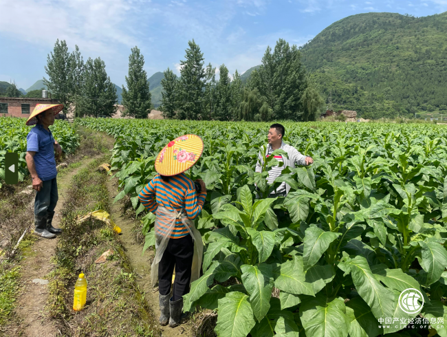 湖南宜章：GAP助力老烟区焕发新活力