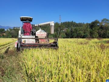 511万吨 福建粮食获丰收
