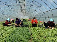 河南实施脱贫人口增收三年行动