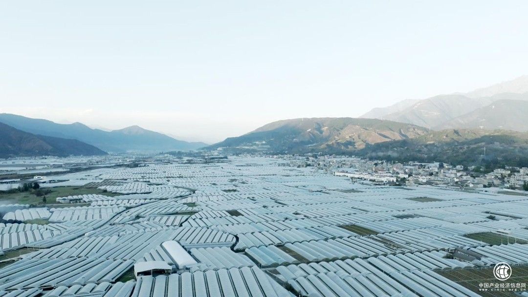 西昌葡萄结硕果，乡村振兴“加速跑”，雷马葡萄专用膜在行动