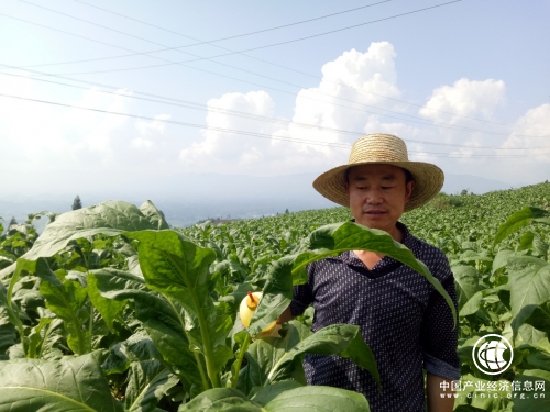 湖北利川：“土专家”钟酉胜的致富经