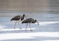 山西省22地入选陆生野生动物重要栖息地名录
