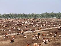 内蒙古全力推进国家重要农畜产品生产基地建设