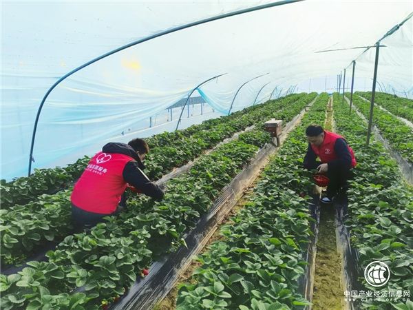 浙江兰溪：“溢”心助农 “香”约“莓”好时光