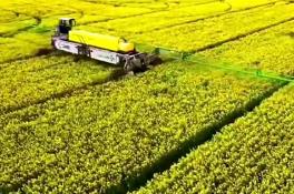 我国科研人员创制出抗菌核病和灰霉病的油菜新种质