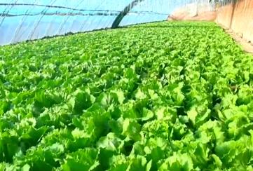 元旦春节期间蔬菜市场呈现供销两旺态势 居民“菜篮子”货足价稳