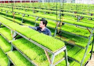 近年来各级农业农村部门培育高素质农民近800万人次