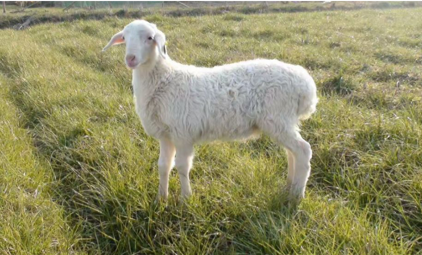 破译基因组遗传密码 湖羊育种用上“中国芯”