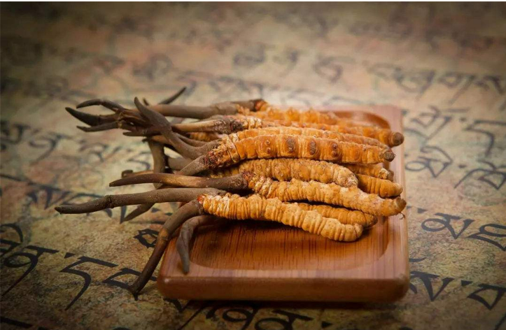 新华·玉树野生冬虫夏草价格指数上线