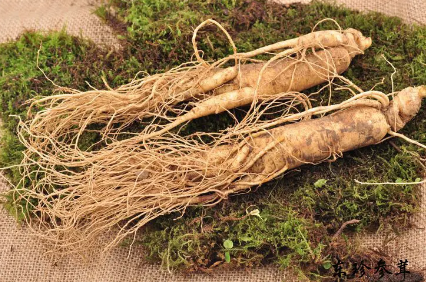 吉林省人参产业高质量发展   “百草之王”走上进阶路