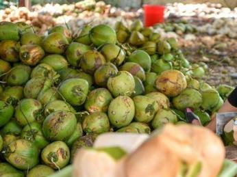 中国热科院在采后病害对鲜食椰子品质影响方面取得新进展