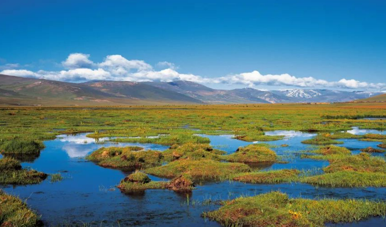 青海多措并举扎实开展湿地资源管护工作