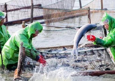 “青鱼之乡”江苏无锡鹅湖镇强化品牌建设助渔民增收