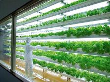 育种加速器实现多种作物生育期减半