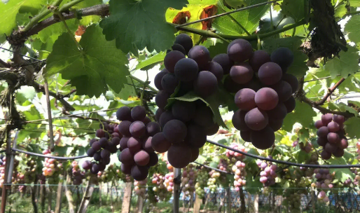 年产值超十四亿元 “浦江葡萄”成乡村振兴共富新引擎