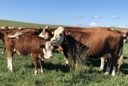 育种新突破 这“三鲜”有了“中国芯”