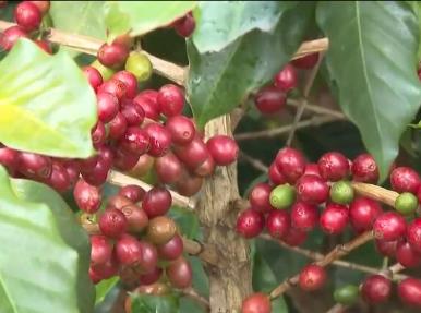 云南普洱：特色产业迎来快速发展 新业态“生机勃勃”