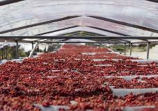 黑龙江省两会观察：如何推进寒地中药材产业快速发展？