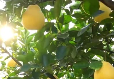 我国乡村产业发展势头良好 “金扁担”越挑越稳、成色越来越足