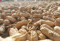 “中国花生之乡”青岛莱西精耕细作花生产业链——一粒花生常吃常新