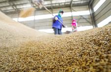 2023年广西入统粮食加工企业工业总产值1550亿元