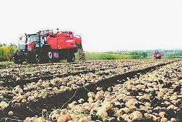 黑龙江省马铃薯恢复对俄出口