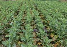 农业农村部紧急部署安排节后寒潮天气防范应对工作