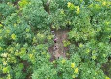 四川将全面建设“天府森林粮库”