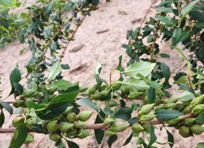 河南首批药用连翘林木良种选育成功