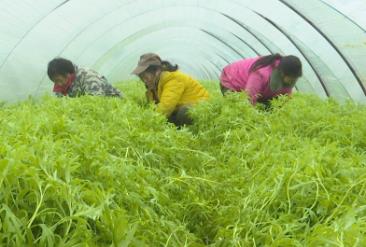 小藜蒿变成村民“致富菜”