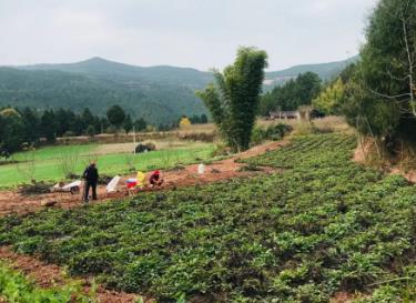 四川绵阳梓潼：发展丹参特色产业 助力乡村全面振兴