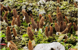 四川省首个“鱼菌轮作”实验基地诞生