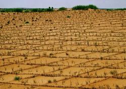 内蒙古防沙治沙跑出“加速度”