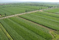 内蒙古新建850万亩高标准农田，助力粮食增收