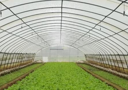 大数据、物联网、传感器 数智化技术推动蔬菜产业高质量发展