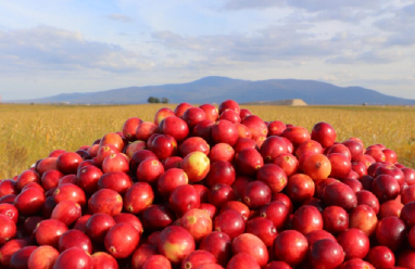 黑土地上“宝藏”多  “龙江特产”走进千家万户