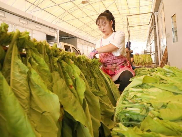 湖北利川：种烟“种”出好日子