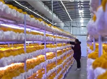 特色产业铺就致富大道 希望的田野上播撒“幸福的种子”