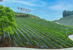 四川：部署首批建设10个中医药强县