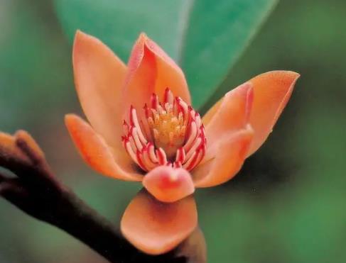 广东十二部门联合发文 全面加强野生植物保护工作