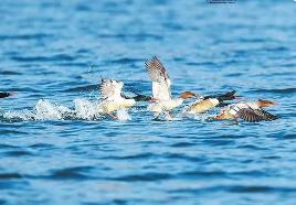 河南省野生动植物保护进入智慧时代