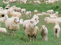 两部门：防止格鲁吉亚绵羊痘和山羊痘传入我国