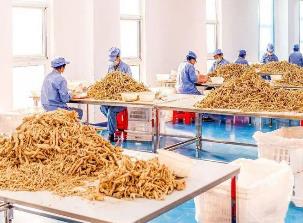 “中国人参之乡”吉林省通化市推动人参产业高端化发展